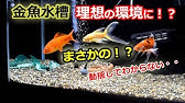 金魚水槽を理想の環境に 前編 金魚ブランド監修の砂とカキガラ Youtube