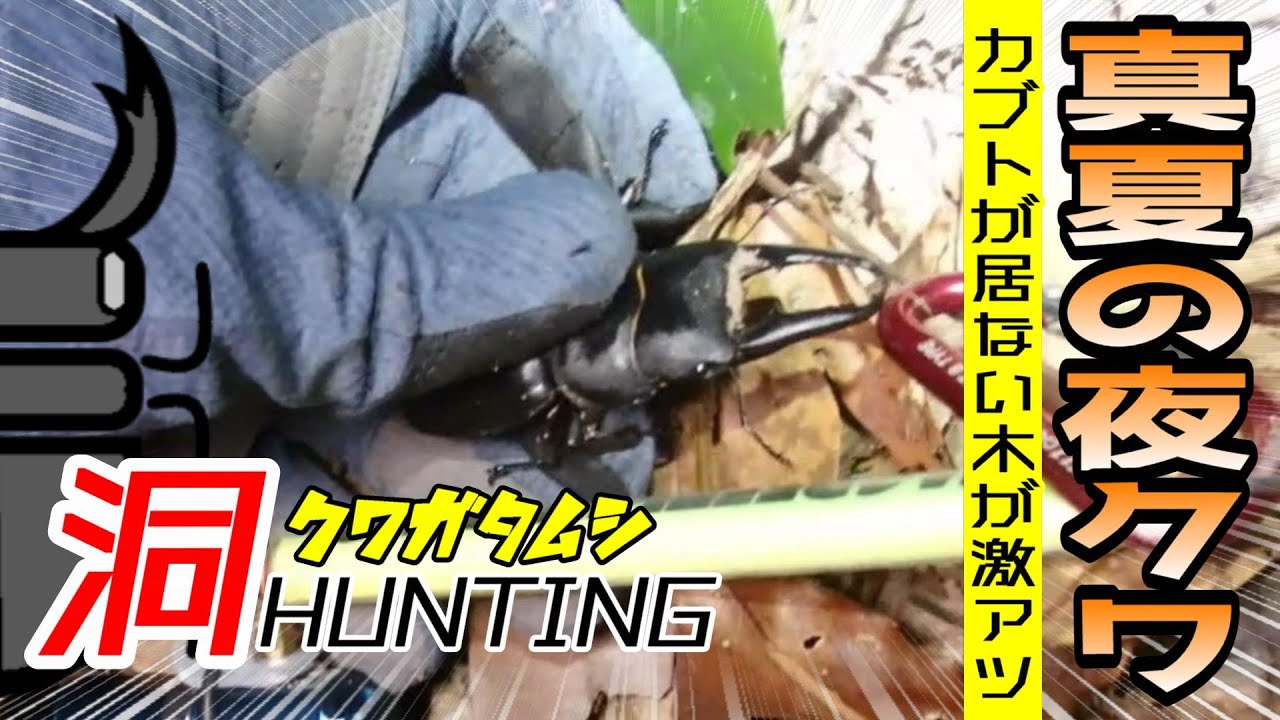 カブトムシが少ない場所ほどチャンスあり⁉大型狙いの夜採集【クワガタムシ】