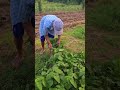 simple tricks for choosing quality spinach that can have economic value #shorts