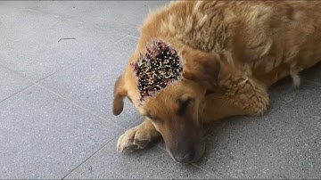 Removing Monster Mango worms From Helpless Dog! Animal Rescue Video #2025  #72 #dog #dogrescue #100