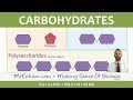 Carbohydrates and Their Functions