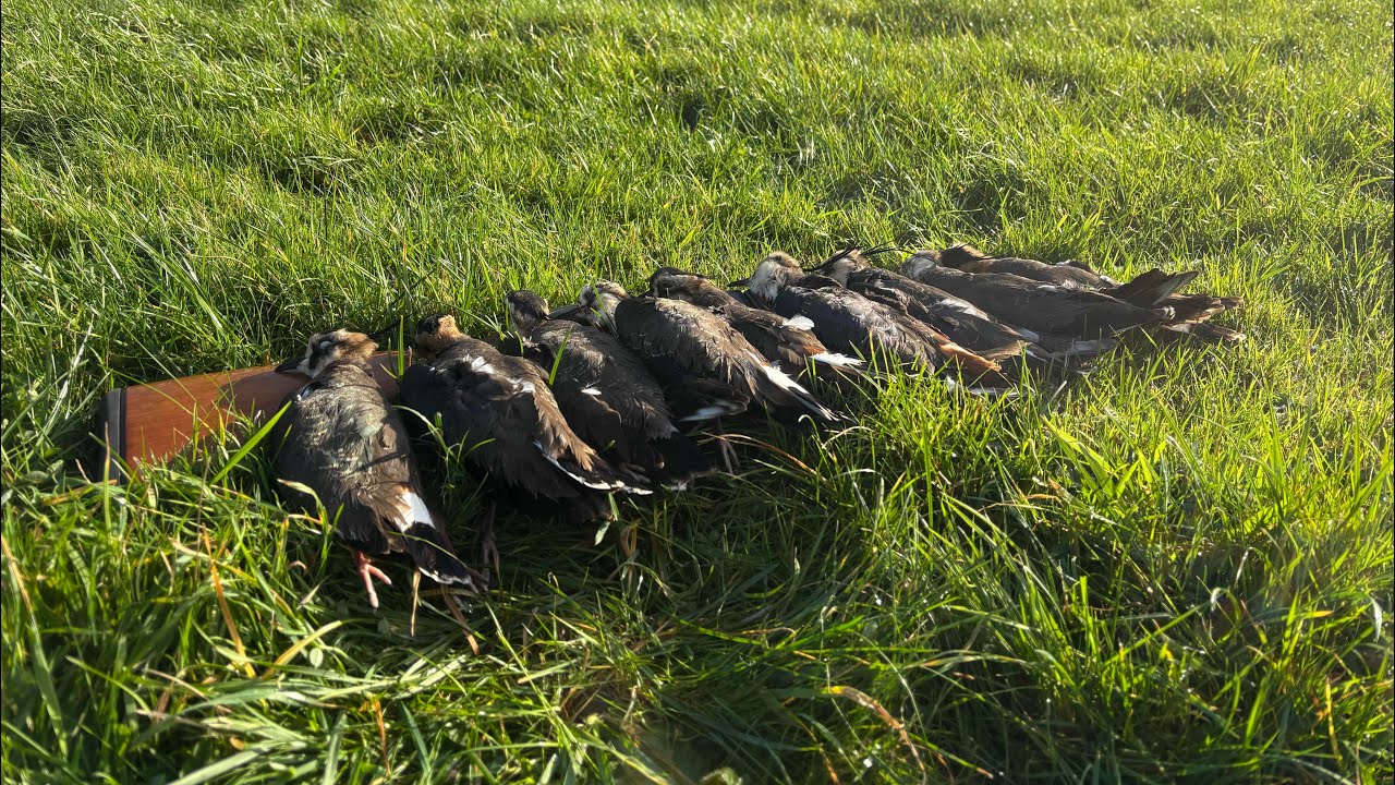 Chasse du vanneaux dans les marais 