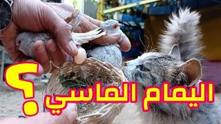 بيض اليمام الملكي😱/تعرف على اليمام الماسي .. ؟