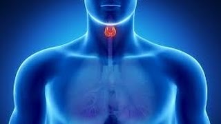 EDucation - Thyroid Hormone