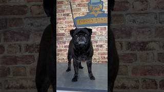 Doggy Daily Episode 215: Sherry the Pug  #pug #pugnails #doggrooming