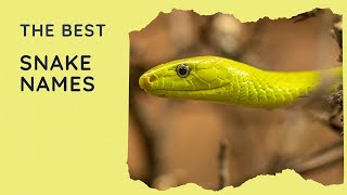 85 Best Snake Names for Your Slithery Pet 🐍