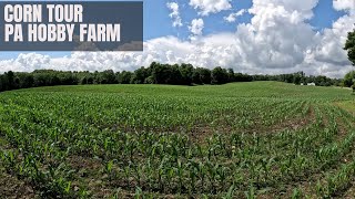 Corn Update From July by Worlds Okayest Farmer 90 views 7 months ago 3 minutes, 49 seconds