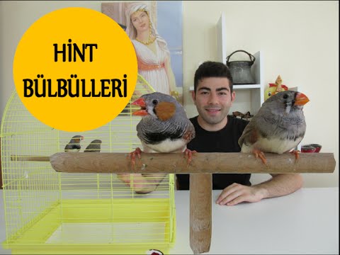 Video: Bakımlı Hintli Nasıl Olunur (Resimlerle)