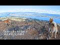 柴犬との春のオカナガン旅、最後に最高の景色が待っていました【4K】