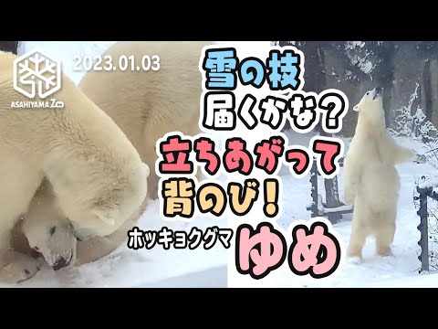 【旭山動物園】二足立ち 背のびでピョン！⛄️雪の枝とどかなくて「ママ〜！」🐻‍❄️ホッキョクグマのゆめちゃん [Asahiyama Zoo] Polar bear, Yume and Pirika.