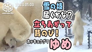 旭山動物園】二足立ち 背のびでピョン！⛄️雪の枝とどかなくて「ママ