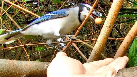 Blue Jay Trains Human To Hand Feed It A Peanut !