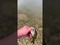BASS FISHING #shorts #fishing