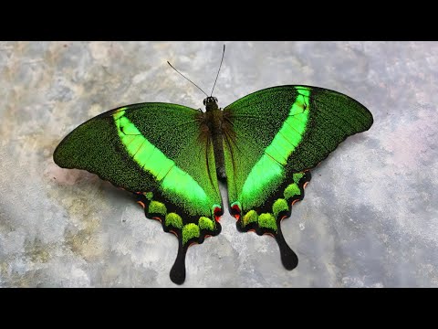 Video: La mariposa más hermosa. Nombre de la mariposa más hermosa del mundo