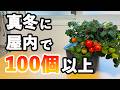 屋内の水耕栽培で秋から冬にかけてミニトマトを採りまくった