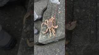 石狩新港 クリガニ釣れました Youtube 石狩新港 クリガニ釣れました Youtube