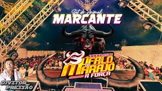 MELHOR SET BADALASOM O BUFALO DO MARAJO MARCANTE djvitor pressao