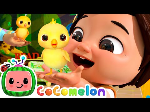 Los Números 1-2-3 con Pollitos! 🐣 CoComelon Canciones in English y Español