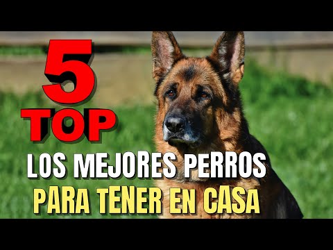 Video: 13 razas de perros ideales para apartamentos