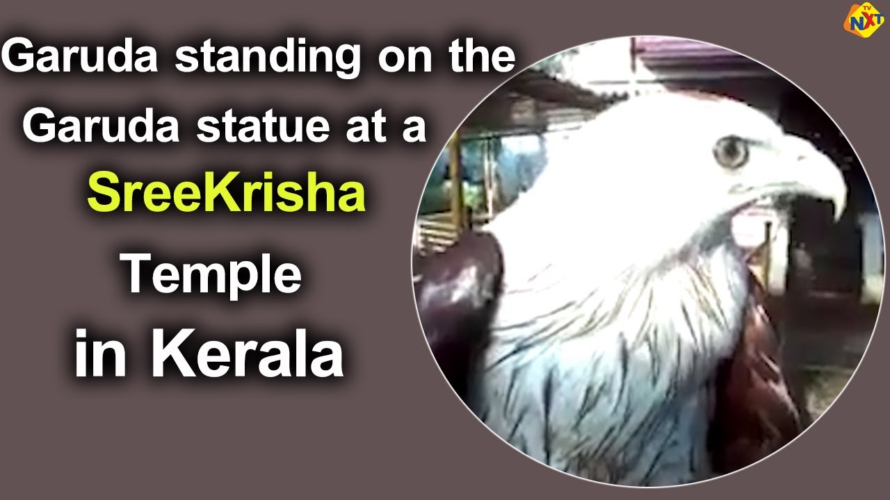 Garuda Standing on the Garuda Statue at a Sree Krisha Temple in Kerala  TVNXT