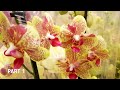 8 Марта ОРХИДЕИ фаленопсисы в LEROY MERLIN ЛЕРУА МЕРЛЕН Орхидея Orchid ORCHIDS ОРЕНБУРГ