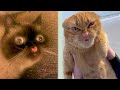 BEST CAT MEMES COMPILATION OF 2020 PART 34 (FUNNY CATS)