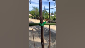 Simple Knot, Crazy Strong! #knot #interesting #rope #knowledge #technique