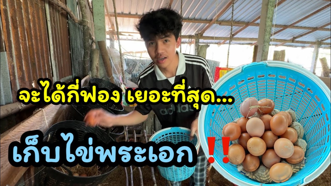 เก็บไข่พระเอก เย็นนี้จะได้กี่ฟอง‼️