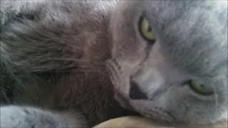 狂暴な灰色猫が飼い主のひざの上で可愛い寝姿を見せる