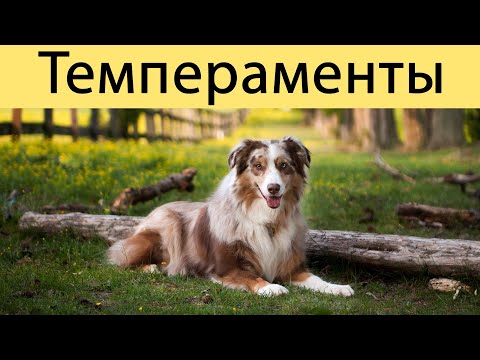 Всё о темпераментах. Существует 5-ый тип темперамента! || ДРЕССИРОВКА СОБАК || "CHAMPION"