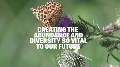 Rewilding  Ecology of Rewilding