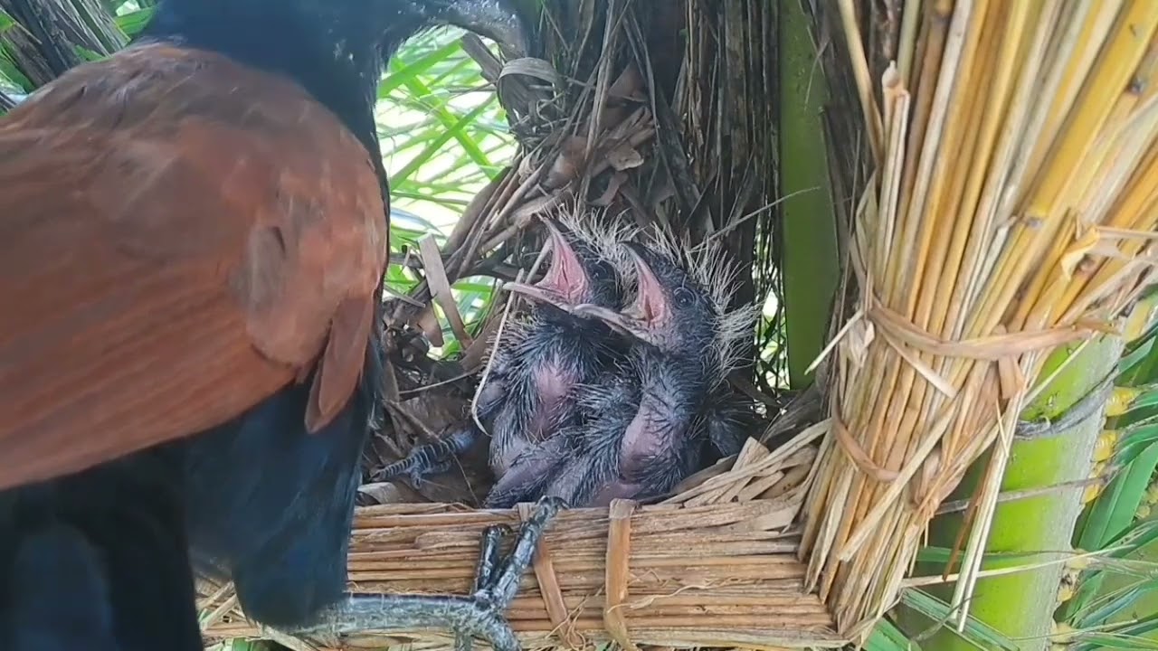 anak bubut merasa nyaman sekali tonton sampai selesai