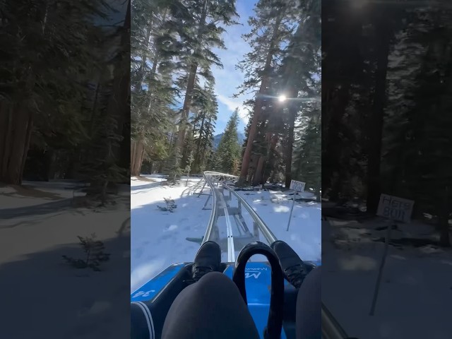 Ride a Mountain Coaster at Mammoth Mountain (via pitstop.pen on IG) #Shorts