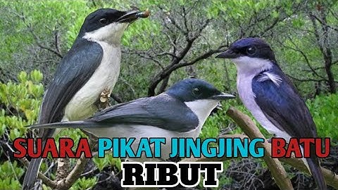 Suara Pikat Jingjing Batu Ribut. Super Ampuh.