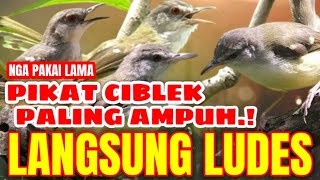 suara pikat ciblek paling ampuh!! suara pikat andalan para pemikat ciblek