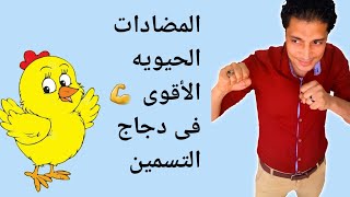 المضادات الحيوية في الدواجن اهم اربعة انواع