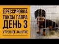 Дрессировка таксы Гавра. День 3. Утреннее занятие