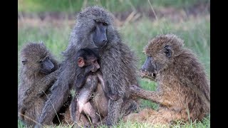 Baboon happy life