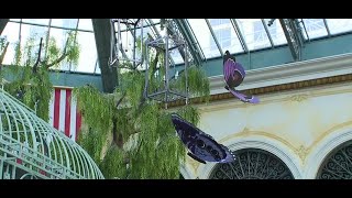 Interview with Bellagio Conservatory
