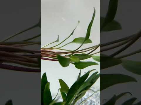 Video: Akváriové rastliny. Cryptocoryne Wendt: chov a starostlivosť (foto)