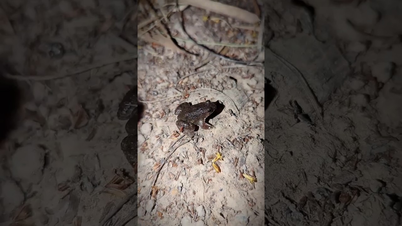 Catching a frog wants to laugh | Funny frogs | Catching Frogs funny | tep longheng funny