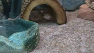 PetsMart screenshot 5
