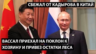 Вассал приехал на поклон к хозяину и привез остатки леса. СБЕЖАЛ ОТ КАДЫРОВА В КИТАЙ