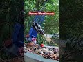 Downy Woodpecker Very Cute Bird Look