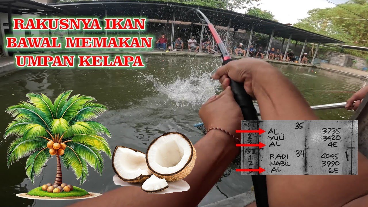 Gacornya Ikan Bawal Diberi Umpan Kelapa