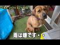 雨が苦手で困り顔・・【土佐犬62 64日目】