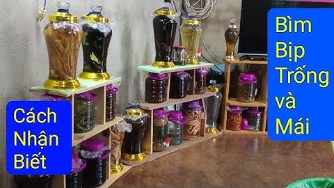 Cách Nhận Biết Bìm Bịp Trống và Mái | Cách Ngâm Rượu Bìm Bịp Đúng @HaiMomOfficialnongdan