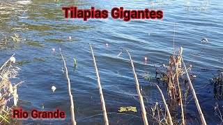 Impressionante tilapias Gigantes no Rio Grande Pescaria Raiz Pescaria caipira