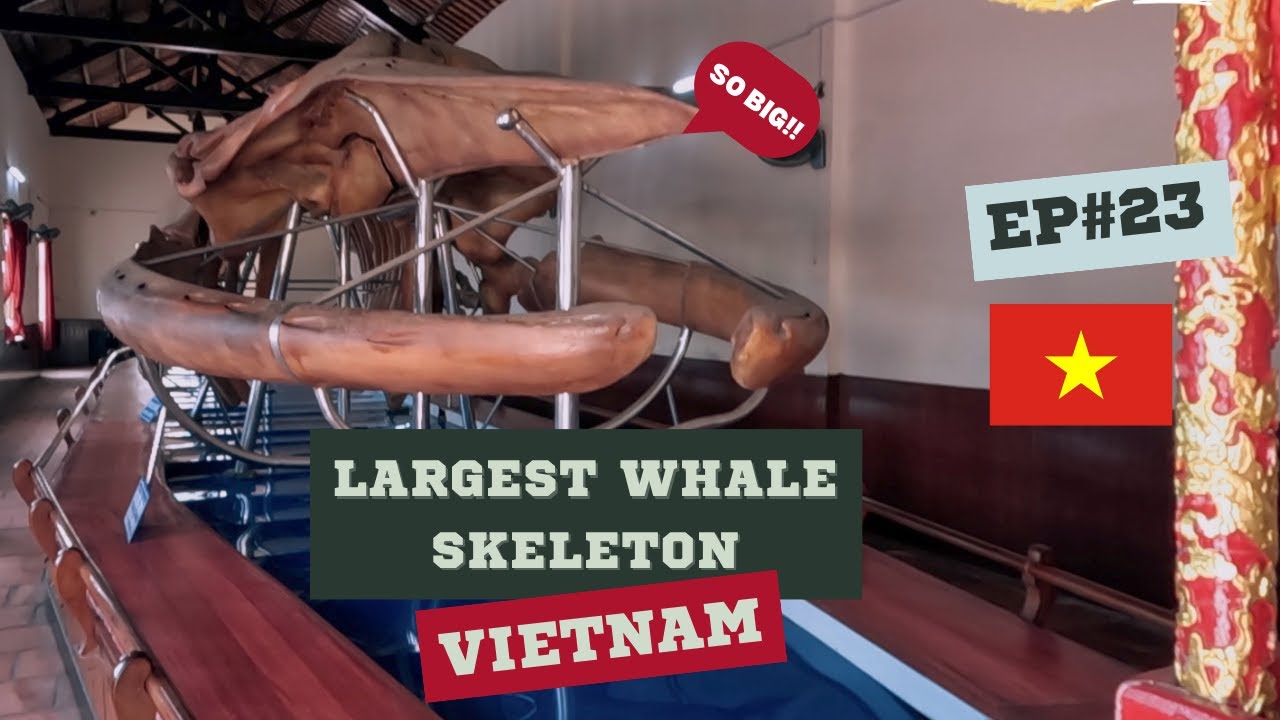 Why Vietnamese People Pray Whale? WHALE TEMPLE in Vietnam!!!