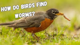 How do birds find worms?
